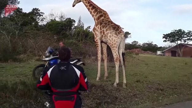 Żyrafa najwyraźniej pomyliła motocyklistów oraz ich maszyny, z partnerką. 