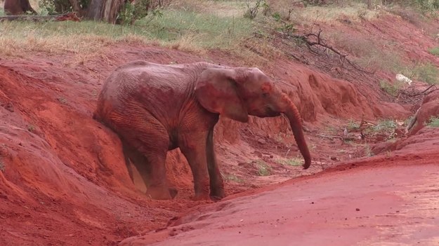 Wizyta w parku w Kenii przysporzyła turystom dużo rozrywki. Szczególnie wtedy, gdy natknęli się na dwa słonie, z których młodszy postanowił się podrapać...