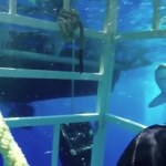 Przerażające! Żarłacz biały wpłynął do klatki z nurkiem