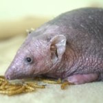 Stracił wszystkie kolce. Teraz jest pod dobrą opieką