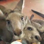 Małe kangury piją razem mleko