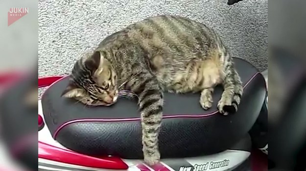 Właściciel skutera chciał się wybrać na przejażdżkę. Niestety, na siodełku ulokował się kot, który nie zamierzał zrezygnować z wygodnej leżanki.