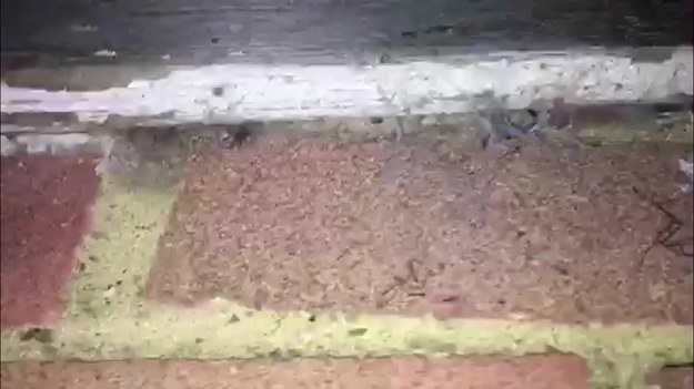Mężczyzna nagrał film przedstawiający, jak w ścianach jego domu zagnieździło się ponad sto jadowitych pająków. 