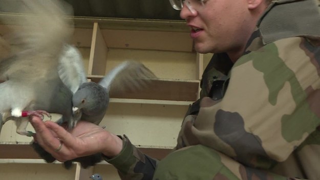 Gołębie mają tutaj szczególną rolę - są bowiem specjalną siłą wspierającą francuskie wojsko. Jakie zadania czekają na skrzydlatych szeregowych? 