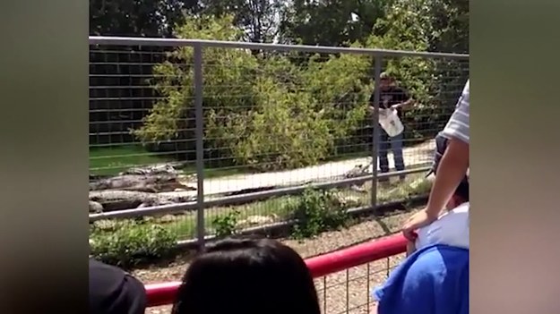 Rutynowe zadanie tym razem mogło się źle skończyć. W zoo w San Antonio w Teksasie ludzie patrzyli, jak jeden z opiekunów karmi aligatory. W pewnym momencie mężczyzna na chwilę odwrócił się, by wziąć od kolegi kolejne wiadro z pokarmem. Ten moment wykorzystał groźny gad... 