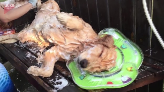 Po całym dniu zabaw, dwa psy rasy golden retrievier musiały zostać umyte. Jak widać na wideo, podczas szorowania zasnęły. Chyba im dobrze. 