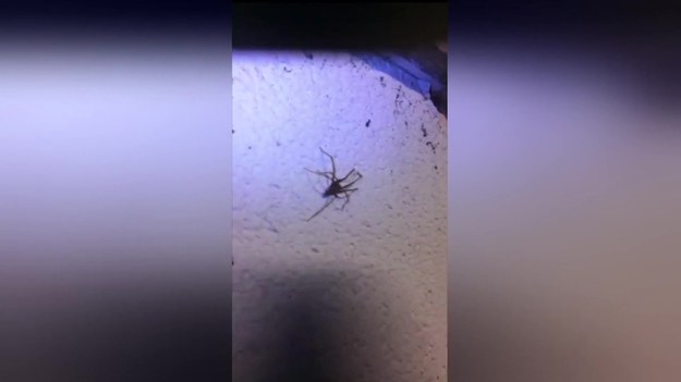 Ten facet chyba całkowicie zwariował. Gdy zobaczył pająka na ścianie, zbliżył do niego twarz z otwartą buzią i... próbował zmusić pająka, by ten wszedł mu do ust. Koszmar!