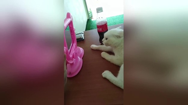 Właścicielka tego uroczego kota pokazała mu lusterko. Reakcja kota na odbicie w lustrze przeszła jednak jej oczekiwania.