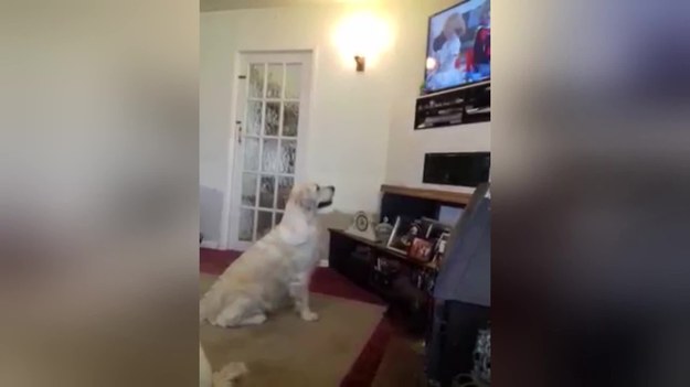 Ten uroczy pies nie może oderwać się od telewizora. Oglądałby bez przerwy. Zobaczcie sami.