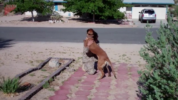 Takie obrazki można oglądać bez przerwy. Wideo przedstawia radość psa po zobaczeniu właściciela po paru miesiącach rozłąki. 