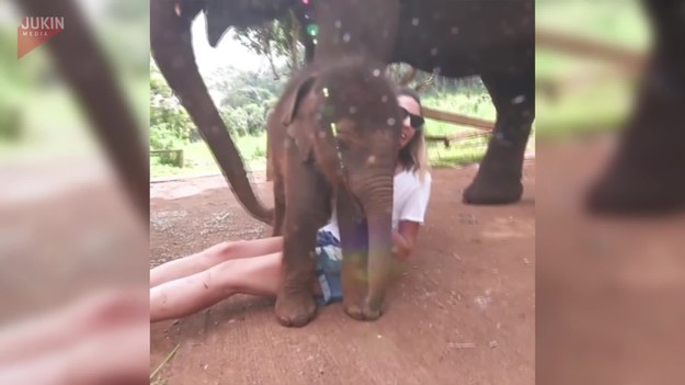 Małżeństwo wybrało się podczas swojej podróży poślubnej do Tajlandii. Odwiedzili tam jedną z farm z uratowanymi słoniami. Jeden z najmniejszych słoni szczególnie zapadnie im w pamięci. Dlaczego? Zobaczcie sami.