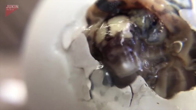 Niesamowite nagranie pokazujące narodziny małego żółwia. 