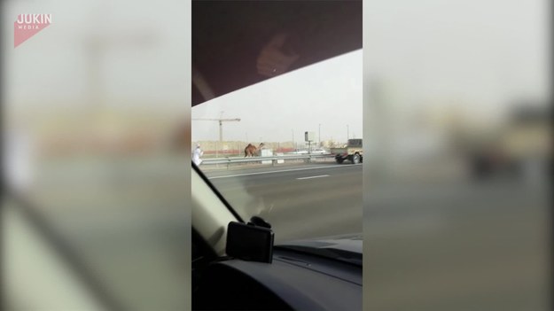 Zjednoczone Emiraty Arabskie. Rodzina jadąca autostradą zobaczyła po swojej lewej coś dziwnego... Mężczyznę goniącego wielbłąda. 