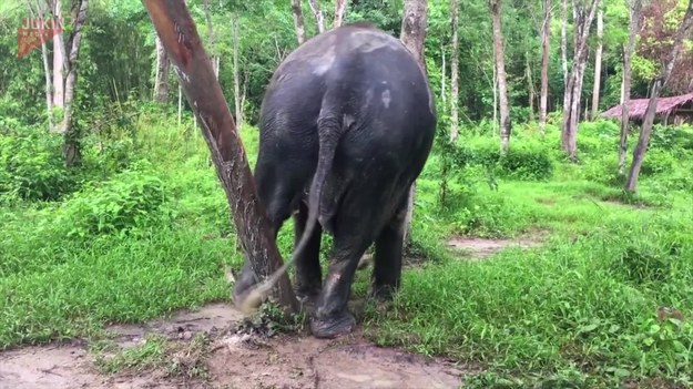 Oto uratowany słoń o imieniu Dok Gaew, który dzięki ludziom wrócił do zdrowia po ciężkiej chorobie. Wyszedł na swój pierwszy spacer od dłuższego czasu. Kiedy tylko wyszedł, znalazł drzewo, którego użył jako "drapak". 