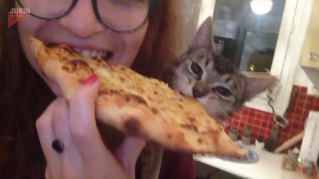 Alfred, bo tak nazywa się ten kot, kiedy tylko zobaczył jak jego właścicielka je kawałek pizzy, postanowił się dołączyć. Wskoczył na plecy dziewczyny i wdrapał się na ramię, skąd mógł sięgnąć jedzenia. 