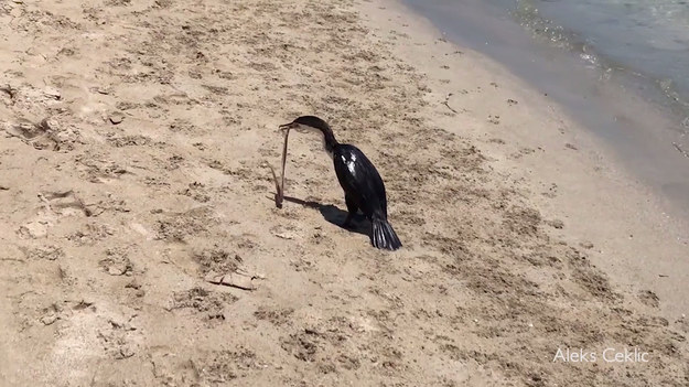 Niebezpieczny wąż został sfilmowany, gdy próbował wydostać się z gardła kormorana. Wcześniej ptak próbował połknął go w całości po dramatycznej walce na śmierć i życie.