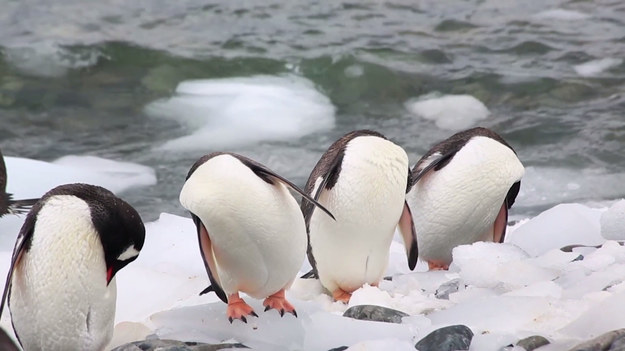Pingwiny bez głowy? Te urocze ptaki na lądzie chodzą w postawie wyprostowanej, bądź ślizgają się na brzuchu, w wodzie osiągają prędkość ponad 20 km/h, a gdy chcą odpocząć, wyglądają tak, jak na nagraniu. Urocze.