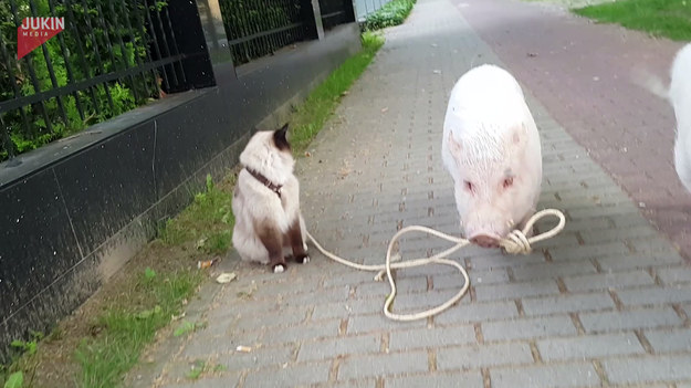 Musicie przyznać, że takich widoków nie spotykamy codziennie. Dwie świnie, Mortiz i Smarty, zabrały kota Leonarda na spacer. 