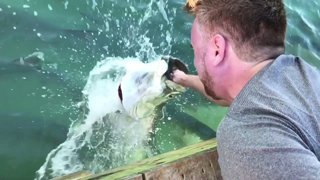 To niesamowity moment, gdy gigantyczny tarpon wyskakuje z wody, by wyrwać rybę z dłoni turysty. Niezwykły materiał filmowy nagrano na Florydzie.
