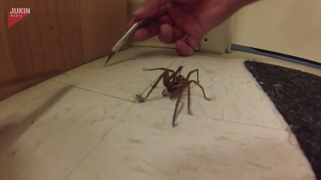 Mężczyzna znalazł w swoim domu małego pająka, który był cały zakurzony. Postanowił więc, że mu pomoże i go wyczyści. Użył w tym celu skalpela i drugiej rzeczy, aby odczepić kurz od jego odnóży. 