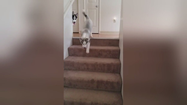 Ten uroczy husky stanął na szczycie schodów i... Przerażenie. Jak zejść? Wtedy pojawił się jego kumpel.