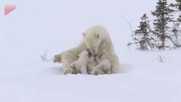 Niedźwiedzica polarna i jej czułości w stosunku do małych miśków. Urocze!
