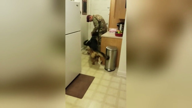 Ten film chwyta za serce. Oto po roku służby do domu wrócił żołnierz. Czekały na niego dwa psy - owczarki niemieckie. Powitanie było niesamowite.