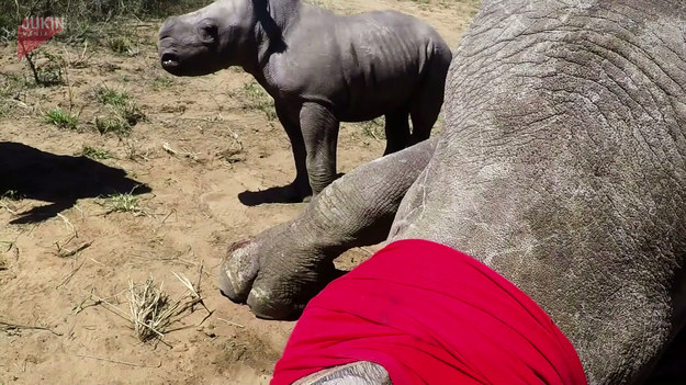 Dwóch opiekunów chciało opatrzyć zranioną samicę nosorożca. Kiedy tylko chcieli do niej podejść, mały nosorożec wkraczał do akcji, by obronić mamę. 