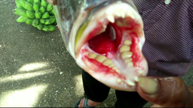 Ryba z zębami uderzająco podobnymi do zębów ludzkich wywołała szok i zdumienie w wiosce indonezyjskiej. Ryba miała trafić na talerz i zostać zjedzona na obiad. Dopóki nie odkryto jej zębów. Potem już nikt nie chciał jej jeść. Dziwicie się?