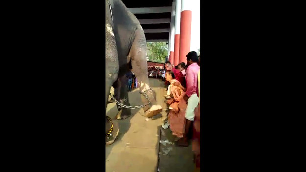 Słoń wziął udział w uroczystej procesji w pobliżu Palakkad w Kerali w Indiach. Wśród wyznawców ustawionych wzdłuż drogi znalazła się pewna kobieta, która chciała poklepać przechodzącego słonia. Nie takiej reakcji zwierzęcia się spodziewała. Na szczęście wszystko skończyło się dobrze.
