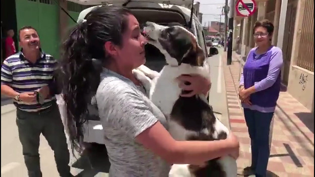 20 dni - tyle czasu upłynęło od zaginięcia suczki Molly. Błąkającego się psa znalazła grupa przyjaciół, wychodzących z baru w kolumbijskiej stolicy, Bogocie. Udało im się skontaktować z właścicielką psa. Jak wyglądało ich spotkanie? 