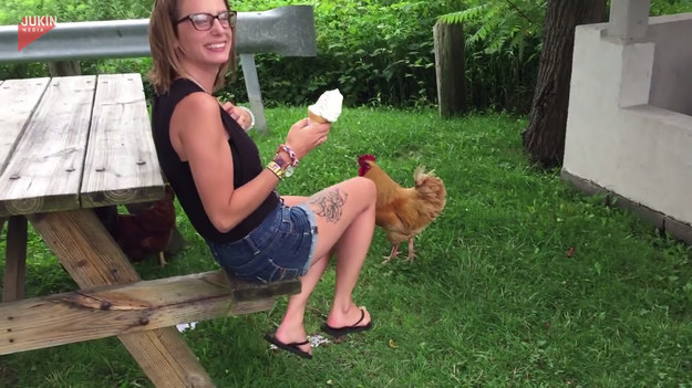 Dziewczyna wpadła na "genialny" pomysł. Wymyśliła, że nakarmi kury... lodami. Jak się to skończy? 