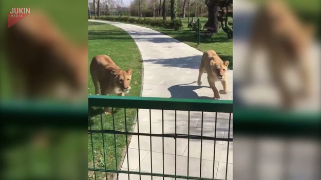 Dwie przyjazne lwice kiedy tylko usłyszały głos swojej opiekunki nie mogły opanować emocji. Zobaczcie sami. 