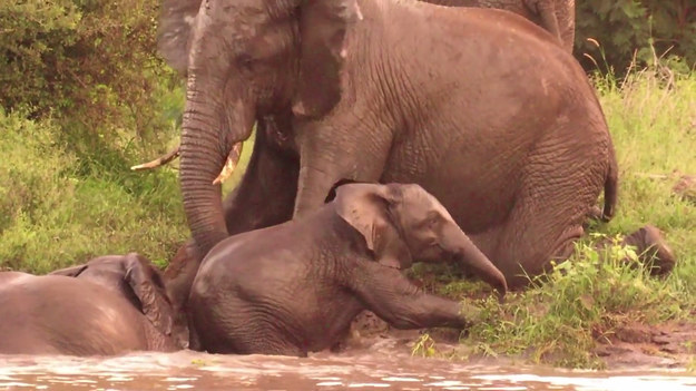 Wzruszające nagranie z Parku Narodowego Krugera w RPA. Mały słoń nie może wydostać się z rzeki. Na pomoc rusza mu starszy osobnik.
