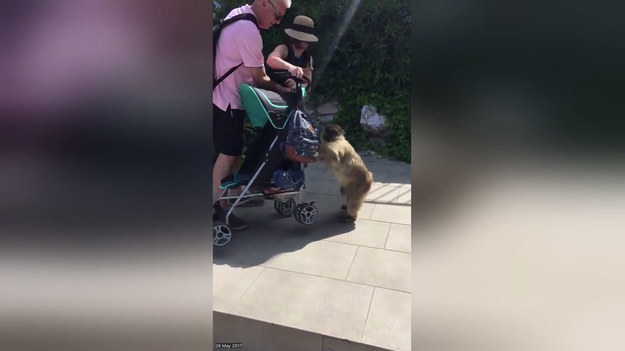 Spotkanie turystów z małpą na Gibraltarze nie należało do udanych. Zwierzę bardzo chciało dobrać się do plecaka, który wisiał na dziecięcym wózku. Determinacja po obu stronach była ogromna.