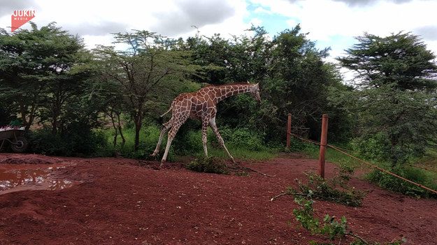 Kiedy młoda żyrafa zobaczyła ile ludzi ją odwiedziło, postanowiła trochę porozrabiać. Zaczęła biegać po swoim wybiegu, ale nie tylko. 