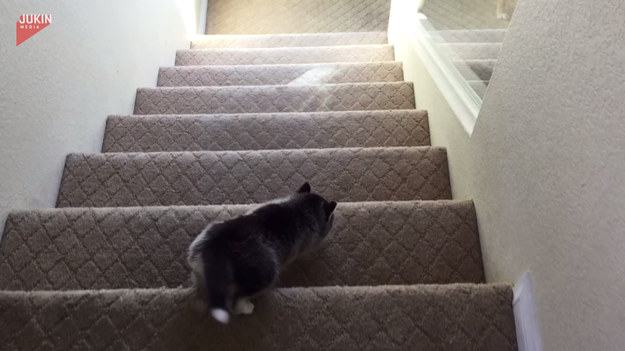 Każdy musi się nauczyć wychodzić po schodach i z nich schodzić. Nawet psy. Ten szczeniak odczuł to dość boleśnie.