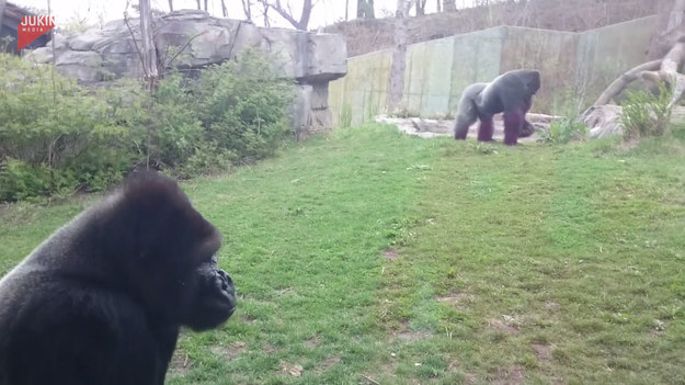 Pewna rodzina wybrała się na wycieczkę do zoo. Tam zatrzymali się, by popatrzeć na goryle, które dzieci tak bardzo chciały zobaczyć. W pewnym momencie jednak przeżyli chwilę grozy, po tym jak zdenerwowany goryl rzucił się na szybę, która pękła. 