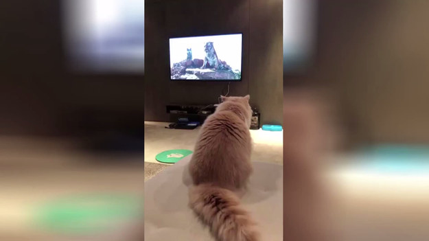 Ten kot postanowił pooglądać program przyrodniczy w telewizji. Gdy na ekranie pojawił się tygrys, reakcja kota była natychmiastowa.