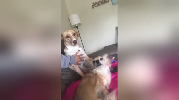 Ten pies nie może znieść chwili kiedy kobieta przestaje go drapać. Kiedy tylko chce przenieść rękę na jego siostrę ten w momencie reaguje. 