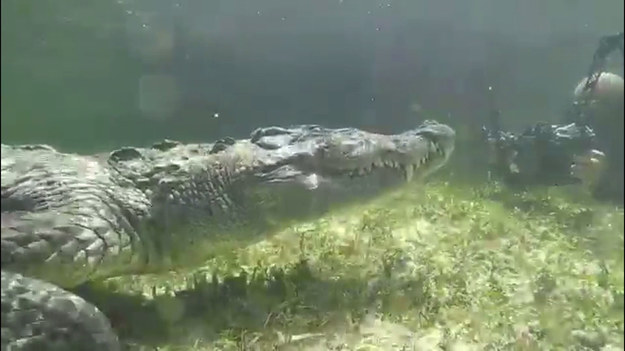 Dwóch fotografów przeżyło przygodę życia. Udało im się sfotografować z bardzo bliska masywnego aligatora, na którego polowali od dłuższego czasu. Finał? 