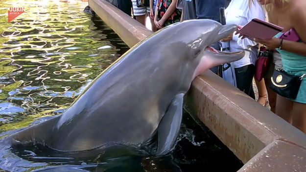Kiedy delfin zobaczył kobietę, która próbuje zrobić mu zdjęcie postanowił zabrać jej iPada prosto do wody. Aby tego było mało, reszta została ochlapana przed drugiego ssaka. 