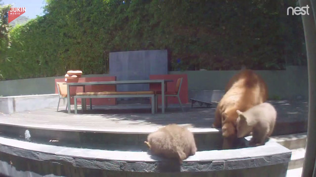 Kamera w ogrodzie zarejestrowała pewne wydarzenie. Niedźwiedzica wraz ze swoimi małymi zakradła się do ogrodu i w ucieczce przed upałami skorzystała z fontanny. 