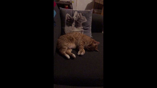 Właściciele podzielili się nagraniem, w którym ich kot biegał podczas snu. Tak przynajmniej można zinterpretować to, co widać na wideo. 
