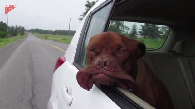 Ten pies uwielbia przejażdżki ze swoim właścicielem. Kiedy tylko nadarza się możliwość, jest pierwszy w samochodzie. Potem wystarczy tylko otworzyć mu okno i radość gwarantowana. 