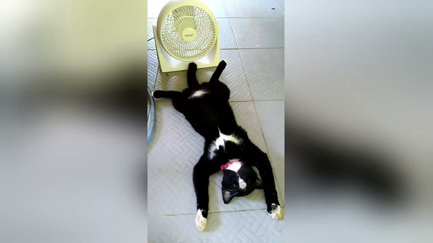 Fala upałów jaka przyszła do Tajlandii wykańczała wszystkich. Nie inaczej jest z bohaterem tego nagrania - kotem. 