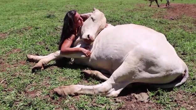 Kobieta uratowała byka, który był przetrzymywany w nielegalnej rzeźni. Po tym jak został uwolniony odwdzięczył się nowej właścicielce miłością na resztę jego życia. Na wideo widać jak spędzają razem czas. 