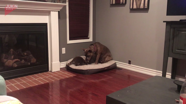 Osierocony szop postanowił przyjść do łóżka suczki pitbulla, która została jego matką. 