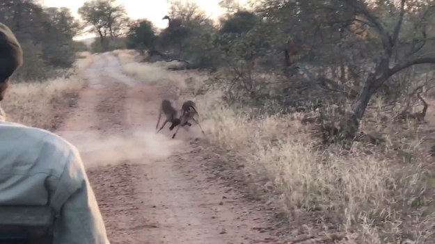 Turyści podczas wycieczki w Parku Narodowym Krugera natknęli się na walkę dwóch impali. Po chwili z krzaków wybiegł lampart rozdzielając ssaki, które uciekły w popłochu. Robi wrażenie. 