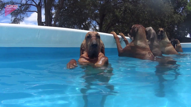 Takim to dobrze! Ta grupa psów żyje życiem jakim chyba każdy z nas chciałby. Podczas upału uwielbiają moczyć się w basenie. 
